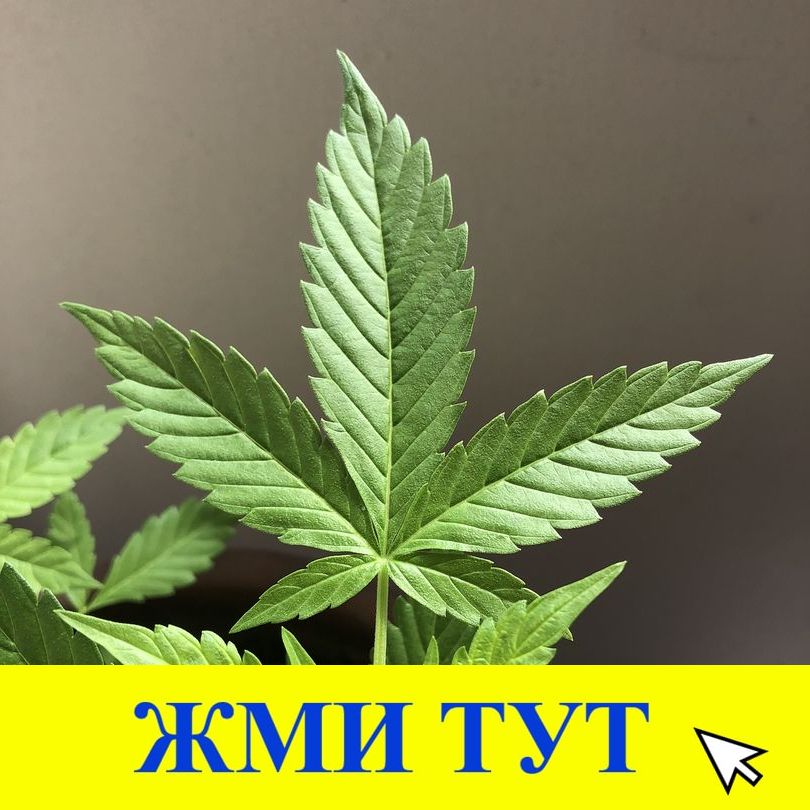 Купить наркотики в Вихоревке